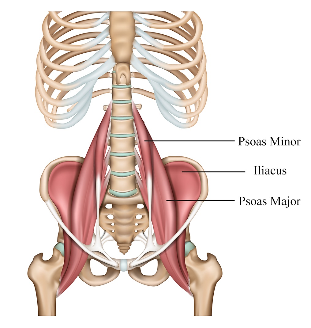 psoas muscle 3d image