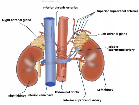 Kidneys and adrenal gland anatomy Kidneys and adrenal gland anatomy