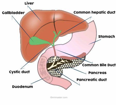 Liver,pancreas and biliary system anatomy image Liver,pancreas and biliary system anatomy image
