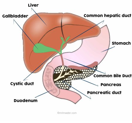 Liver,pancreas and biliary system anatomy image Liver,pancreas and biliary system anatomy image