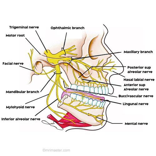 Trigeminal nerve anatomy pitcher Trigeminal nerve anatomy pitcher