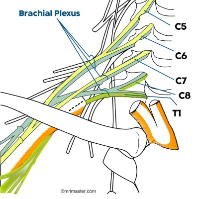 brachial plexus anatomy brachial plexus anatomy